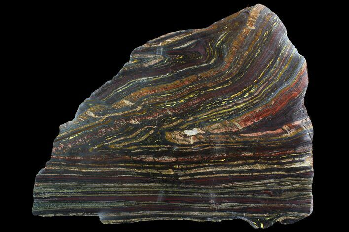 Polished Tiger Iron Stromatolite - ( Billion Years) #92881